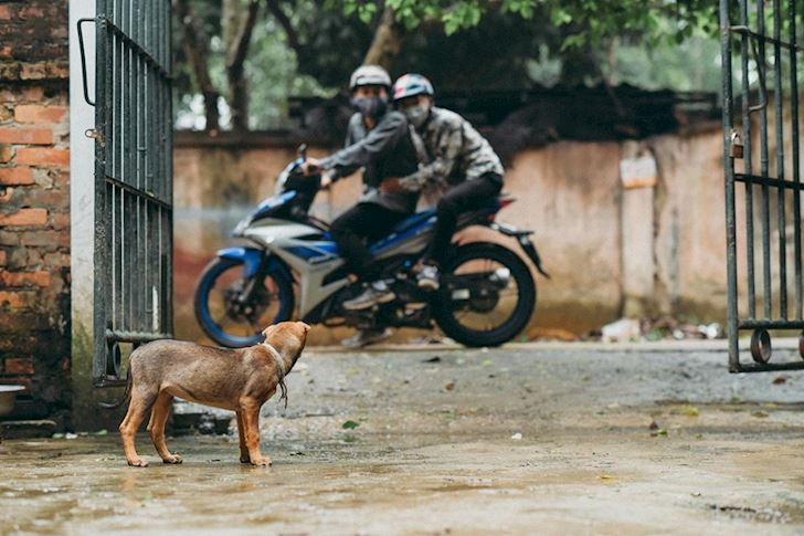 Hình ảnh của chiếc Exciter và chú chó bị trộm đang rộ lên trên mạng xã hội với tên gọi Oxii. Bức ảnh không chỉ là một hình vui mà còn là một lời cảnh báo về tội phạm trộm cắp trên các tuyến đường lớn. Hãy xem bức ảnh này để hiểu hơn về vấn đề này.