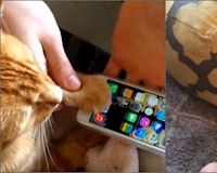 Vui: iPhone hóa bèo, ngay cả mèo cũng dễ dàng mở khóa được