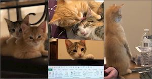 Không bạn gái không sao, hai chú mèo được thuê giúp lập trình viên có động lực làm việc mỗi ngày