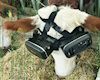 Cho bò đeo kính VR để dụ chúng vào thế giới ảo, giúp bò tiết sữa nhiều hơn
