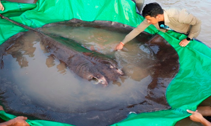 Ngư dân bắt được cá nước ngọt lớn nhất thế giới trên sông Mekong